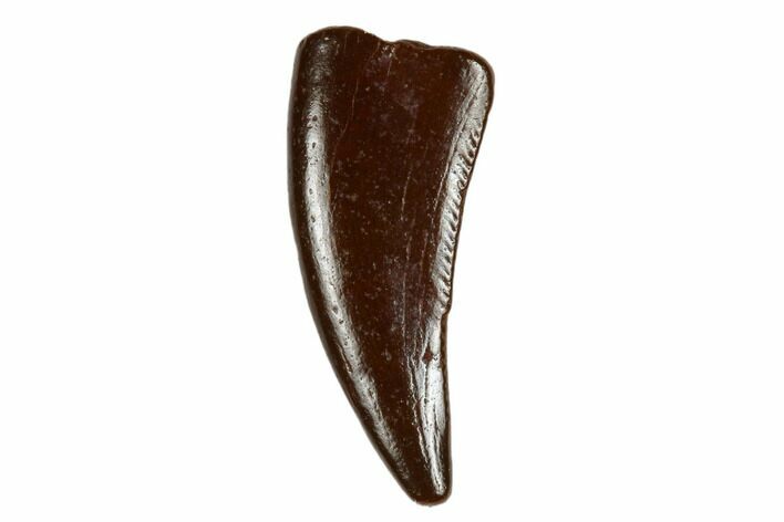 Bargain, Raptor Tooth - Real Dinosaur Tooth #178487